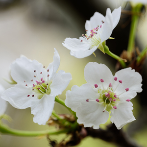 刘涛操逼毛片视频
